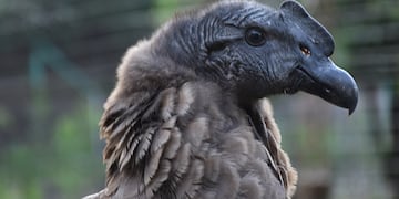 El cóndor cordobés falleció en Río Negro, donde había sido liberado en 2022.