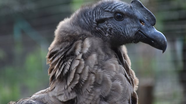 El cóndor cordobés falleció en Río Negro, donde había sido liberado en 2022.
