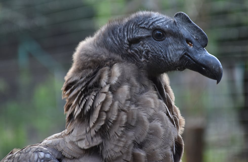 Triste final: murió envenenado un cóndor cordobés que fue liberado en Río Negro