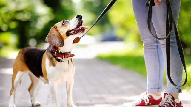 La tierna imagen que dejó las Elecciones en San Juan: mientras una mujer votaba, su mascota la esperó en la puerta (imagen ilustrativa)