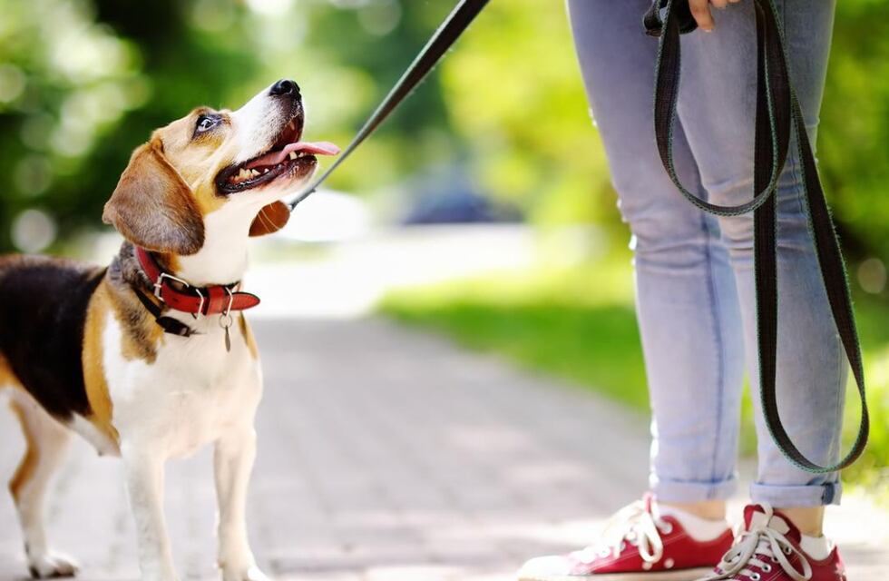 La tierna imagen que dejó las Elecciones en San Juan: mientras una mujer votaba, su mascota la esperó en la puerta