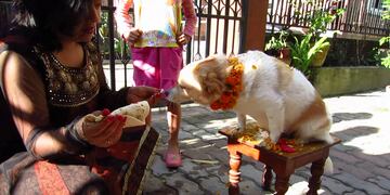 Perro