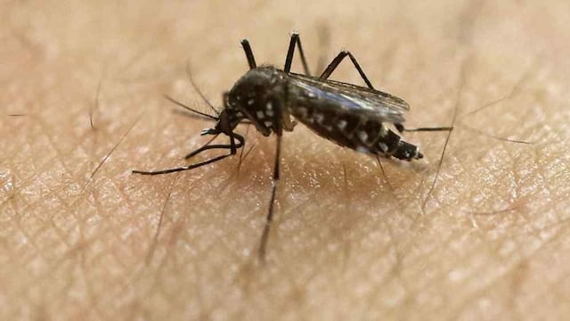 El motivo por el que siguen vigentes en esta época del año fue porque el invierno no fue lo suficientemente frío. (AP/Andre Penner/Archivo).