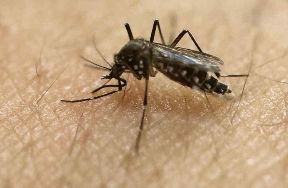 “Invasión” de mosquitos en Mendoza: guía para repelentes, trampas caseras y datos curiosos
