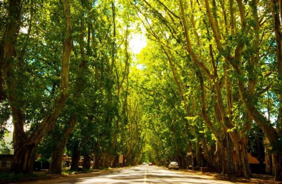 Majestuosa: cuál es una de las avenidas más arboladas de Sudamérica que está en Córdoba
