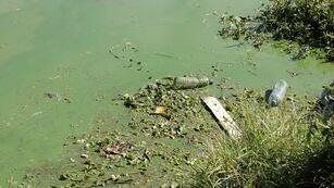 Lago San Roque de Villa Carlos lleno de algas agua contaminada color verde. (La Voz)