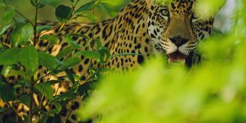 Captaron en video a una cría de yaguareté con su madre en las Cataratas del Iguazú (Vida Silvestre).