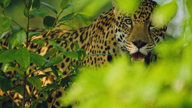 Captaron en video a una cría de yaguareté con su madre en las Cataratas del Iguazú (Vida Silvestre).