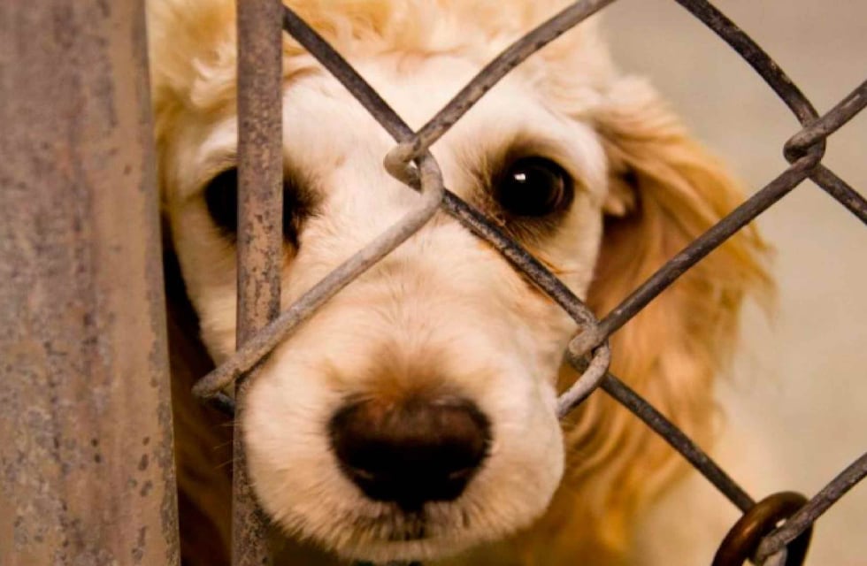 Bronca por un video de una perrita arrastrada por su dueño en Rosario de la Frontera