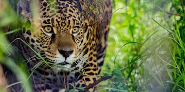 Se estima que quedan menos de 20 en el Gran Chaco Argentino. (Matias Rebak Rewilding Argentina)
