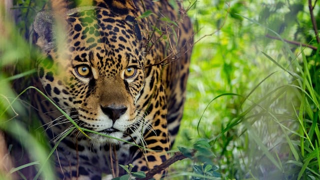 Se estima que quedan menos de 20 en el Gran Chaco Argentino. (Matias Rebak Rewilding Argentina)