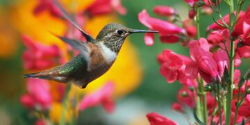 Qué significa ver un colibrí: por qué nos recuerda a los seres queridos que ya no están y su conexión con el mundo espiritual.