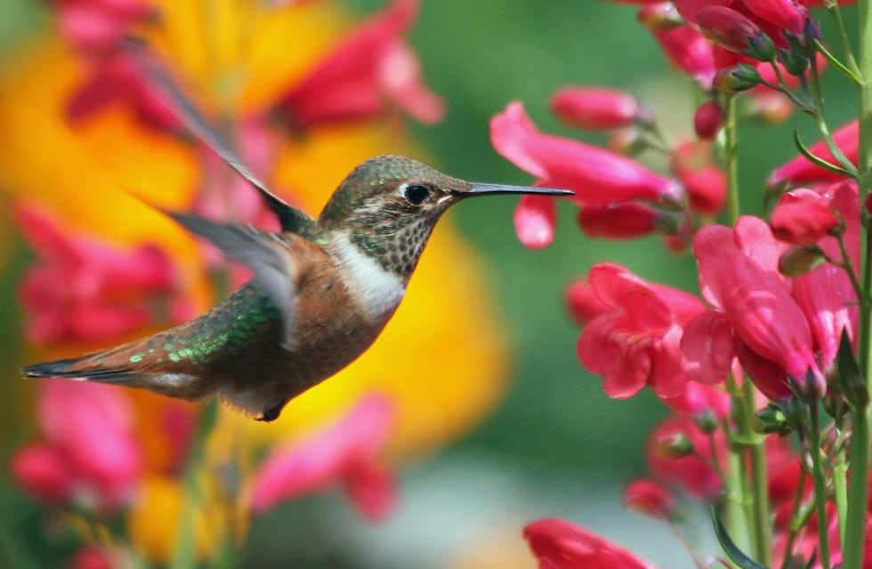 Qué significa ver un colibrí: por qué nos recuerda a los seres queridos que ya no están y su conexión con el mundo espiritual