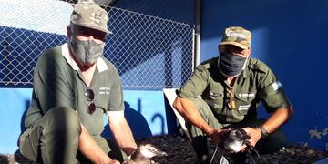 Trasladan hacia Bahía Blanca Pingüinos varados en Claromecó