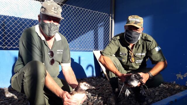Trasladan hacia Bahía Blanca Pingüinos varados en Claromecó