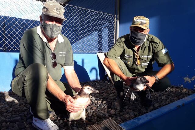 Trasladan hacia Bahía Blanca Pingüinos varados en Claromecó