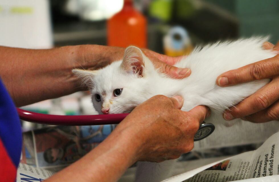 Córdoba: denuncian que un funcionario municipal sería un falso veterinario