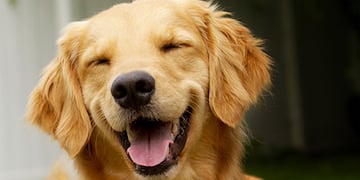 La Municipalidad de Puerto Iguazú organiza un desfile de mascota.