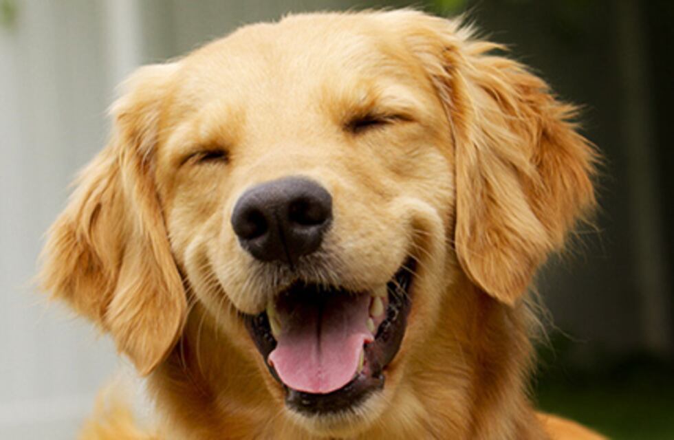 La Municipalidad de Puerto Iguazú organiza un desfile de mascota