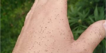 Bichitos negros: qué es esta plaga que invadió el AMBA