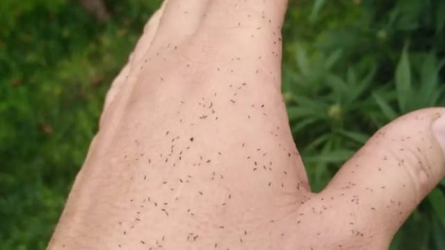 Bichitos negros: qué es esta plaga que invadió el AMBA