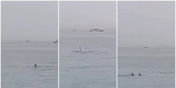 Turista ruso fue devorado por tiburón en una playa de Egipto. Foto: Los Andes.