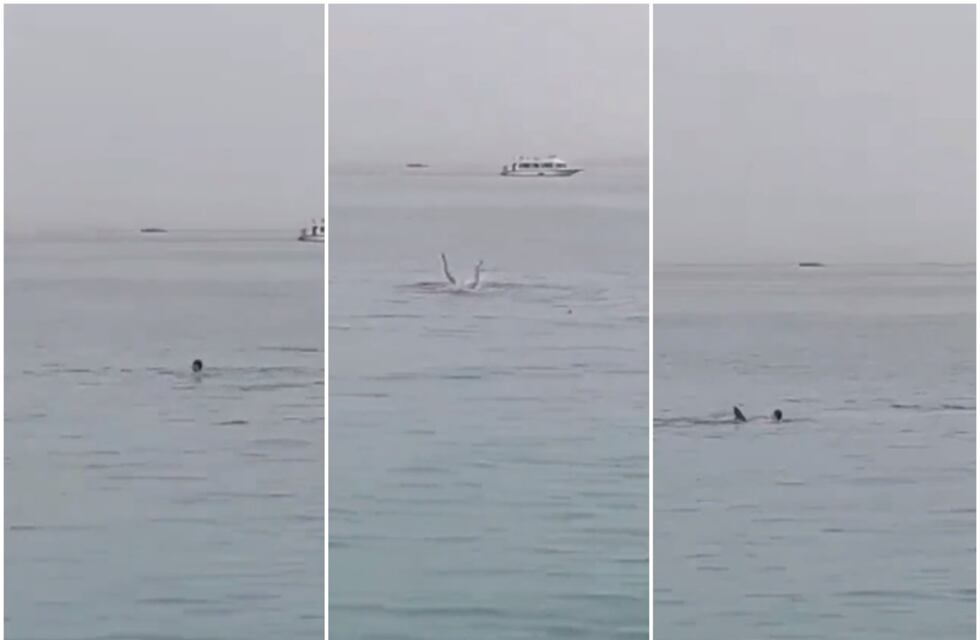 Horror en el Mar Rojo: un turista fue devorado por un tiburón y todo quedó grabado por turistas