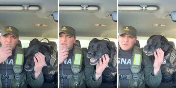 Pecky, la perra de Gendarmería Nacional se retiró luego de 10 años de servicio.