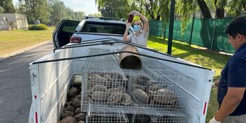 Trasladan a 178 tortugas que fueron secuestradas en una causa por infracción a la ley de fauna y maltrato animal