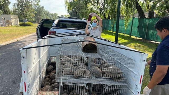Trasladan a 178 tortugas que fueron secuestradas en una causa por infracción a la ley de fauna y maltrato animal
