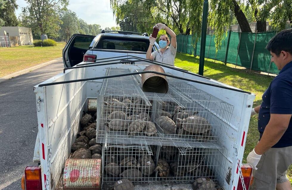 Tres Arroyos: Trasladan a 178 tortugas que fueron secuestradas en una causa por infracción a la ley de fauna y maltrato animal