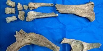 Fósil de megaterio.