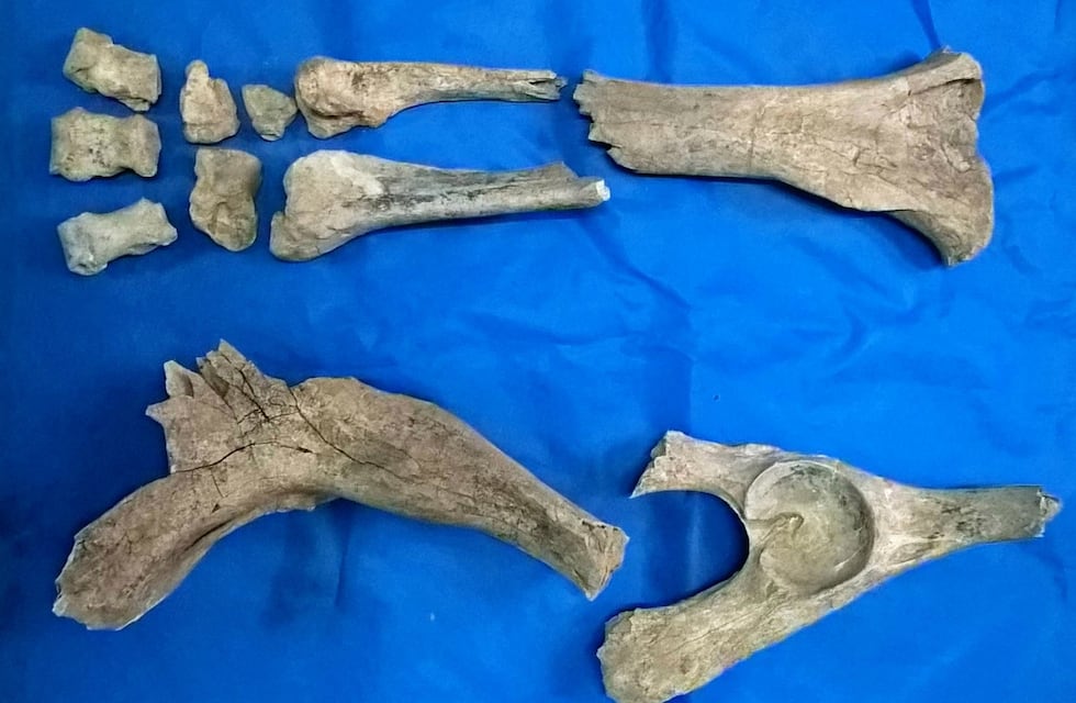 Descubrieron el fósil de megaterio más antiguo de la Argentina cerca de Miramar