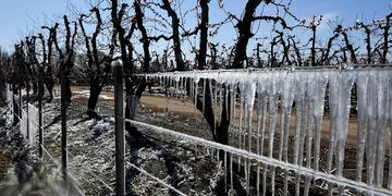 Las heladas tardías en Mendoza han provocado grandes daños en la producción. 
Foto: Claudio Gutierrez  Los Andes
