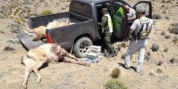 Los guanacos muertos fueron encontrados en la caja de una camioneta