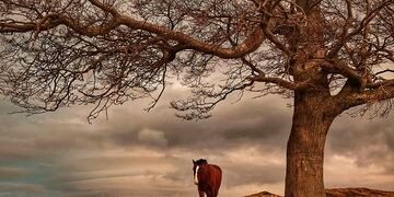 Ushuaia: crearon por ordenanza un programa para protección de caballos