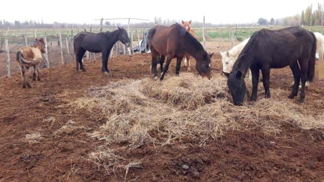 Trasladaron a Maipú los caballos rescatados en la finca del horror 3 en San Rafael.