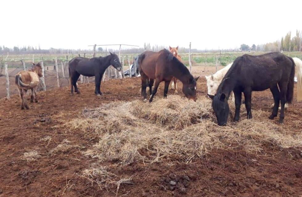 Trasladaron a los caballos rescatados en la finca del horror 3