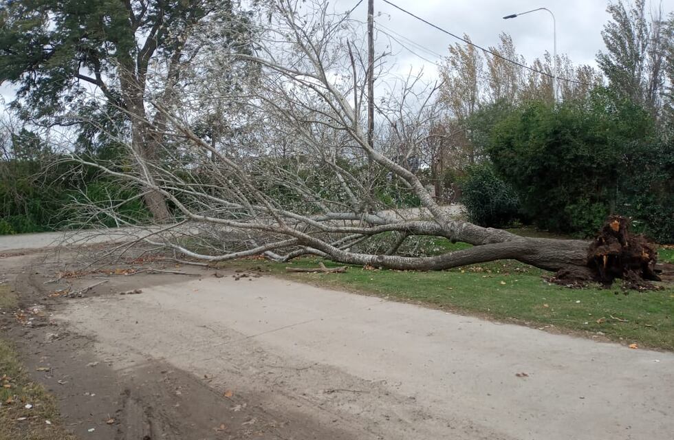 Vientos de hasta 75 km/h dejaron 15 árboles y 12 postes caídos
