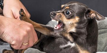 perro