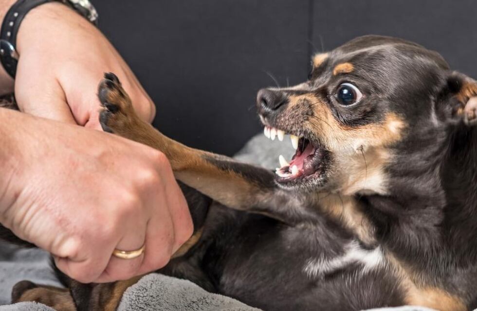 Números escalofriantes: cuántos menores son atendidos por mordedura de perros en Mendoza