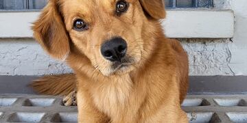 Campaña de vacunación antirrábica.