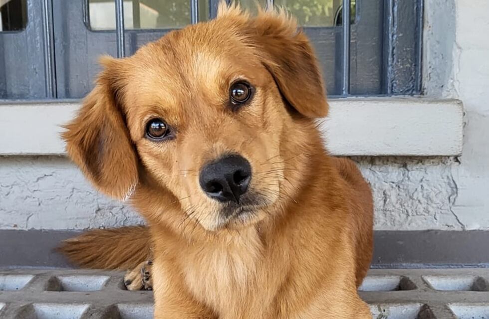 Nueva campaña de vacunación antirrábica