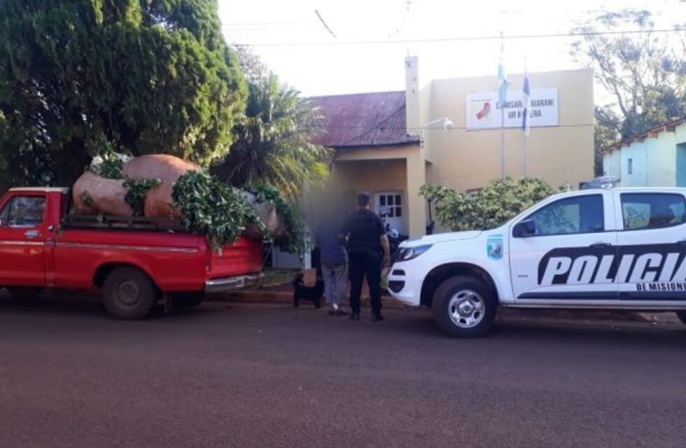 Un detenido por robar hojas de yerba en Guaraní