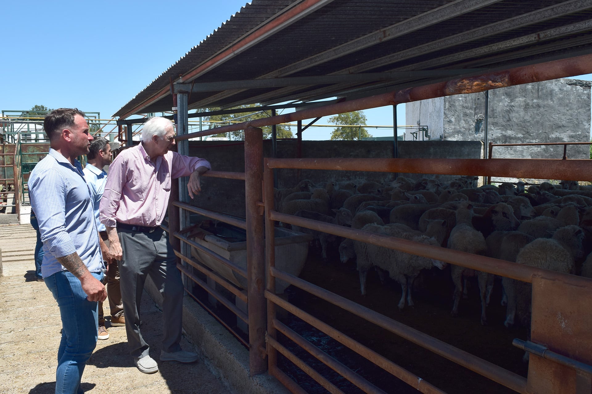 Carne ovina hacia Medio Oriente