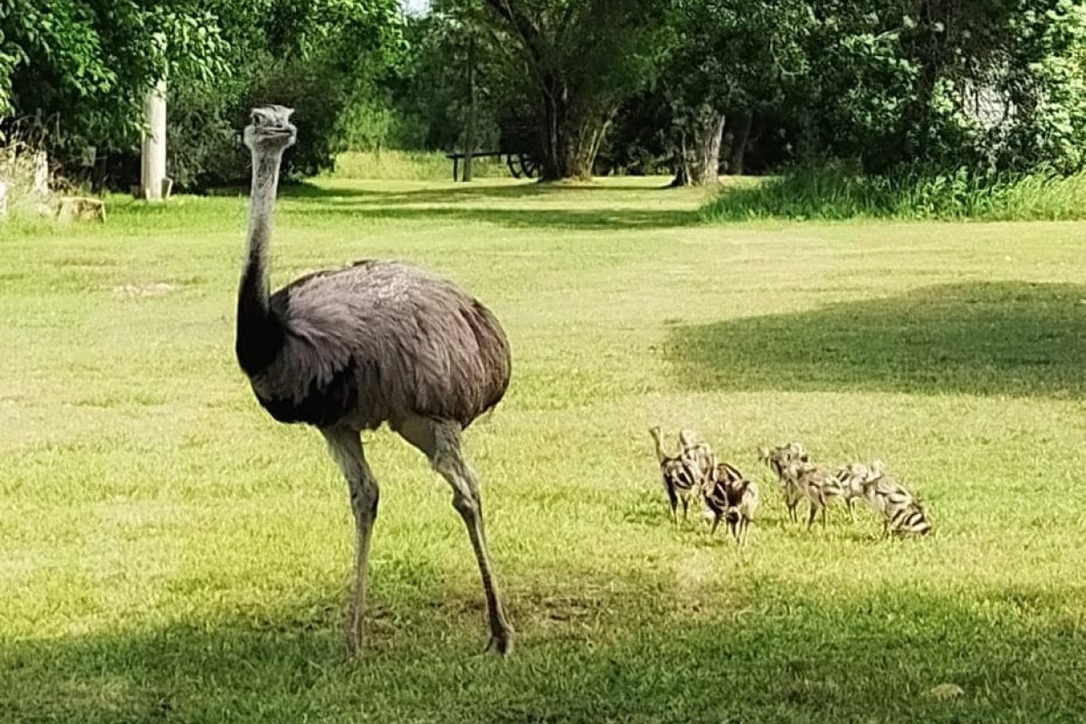 Ñandu: nacimiento de charitos.
