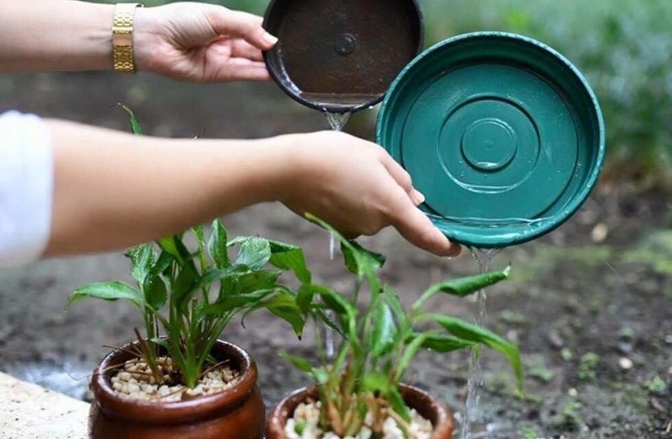 Dengue: instan a la limpieza y descacharrado de los patios
