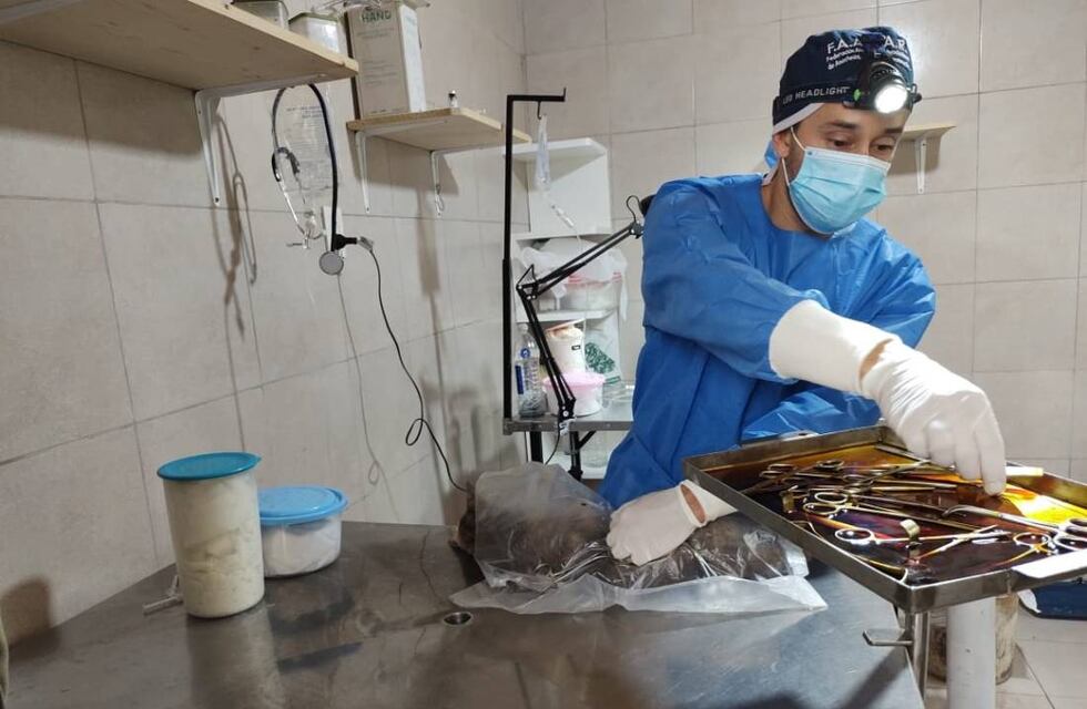 Se realizará nuevamente una jornada especial de castraciones en ARPA