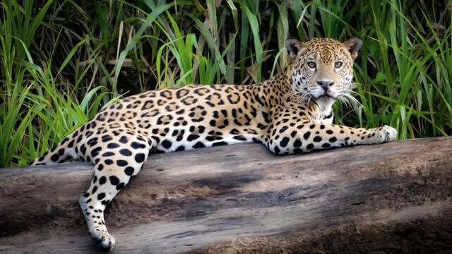 Ibicuy sigue creciendo en la selva misionera