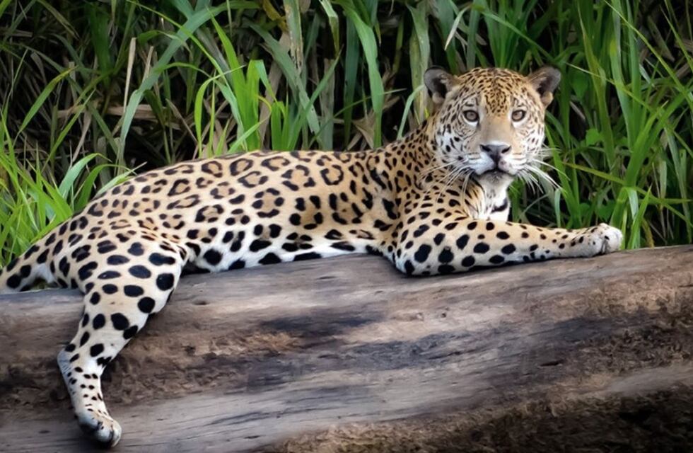 Captan el crecimiento de Ibicuy, el cachorro de yaguareté que ya se pasea por la selva misionera sin su madre